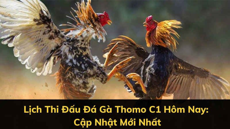 Lịch Thi Đấu Đá Gà Thomo C1 Hôm Nay: Cập Nhật Mới Nhất