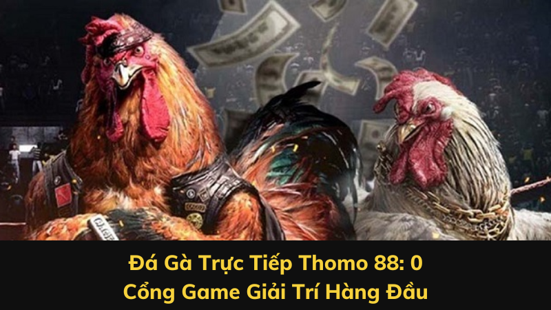 Đá Gà Trực Tiếp Thomo 88: Cổng Game Giải Trí Hàng Đầu