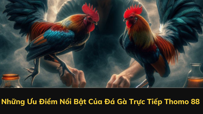 Những Ưu Điểm Nổi Bật Của Đá Gà Trực Tiếp Thomo 88