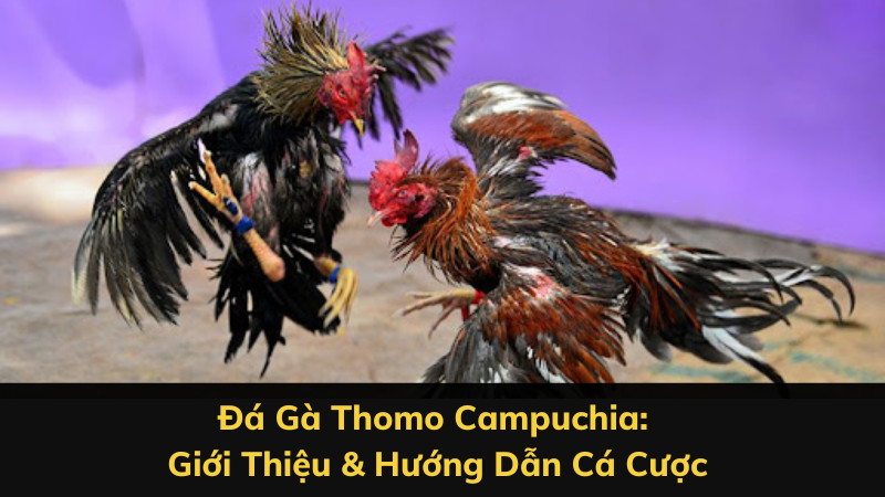 Da ga Thomo Campuchia 1