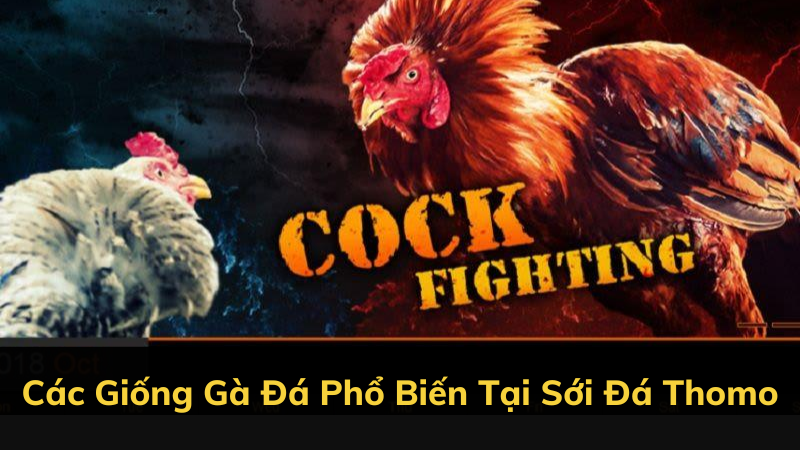 Các Giống Gà Đá Phổ Biến Tại Sới Đá Thomo